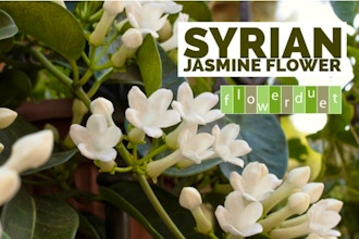 Syrian Jasmine 'Stephanotis'